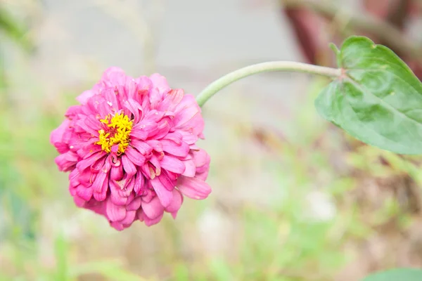 Jemný červený květ — Stock fotografie
