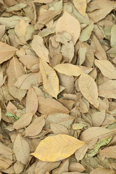 Dry leaves — Stock Photo, Image