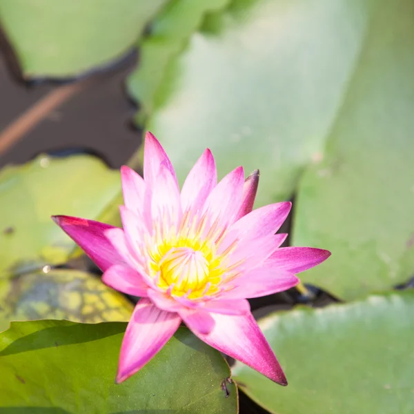 Flor de loto en el jardín — Foto de Stock