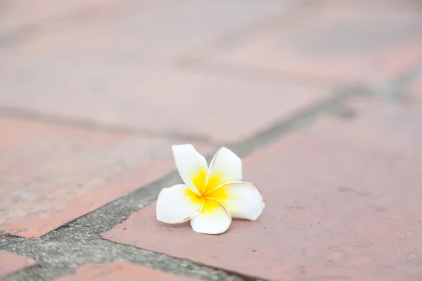 地面に白い花 — ストック写真