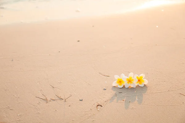 Flower on the sand — Stock Photo, Image