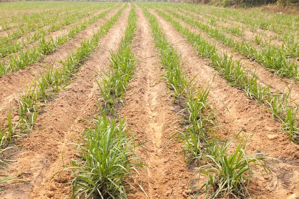 Jordbruksmark för sockerrör odling Royaltyfria Stockfoton