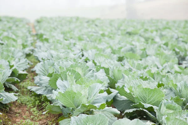 Agriculture cabbage — Stock Photo, Image