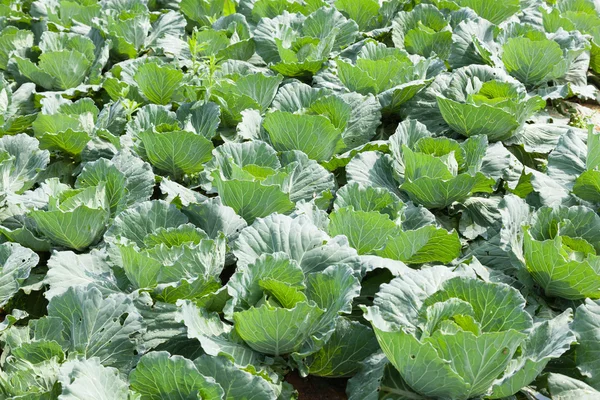 Repolho agrícola — Fotografia de Stock