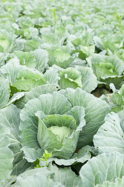 Repolho agrícola — Fotografia de Stock