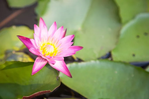 Lotus blomstre i haven - Stock-foto