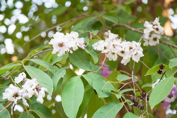 Weiße Blüten — Stockfoto