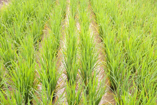 Arroz nos campos de arroz — Fotografia de Stock