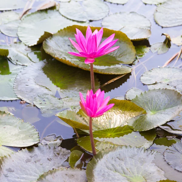 Lotus em uma lagoa — Fotografia de Stock