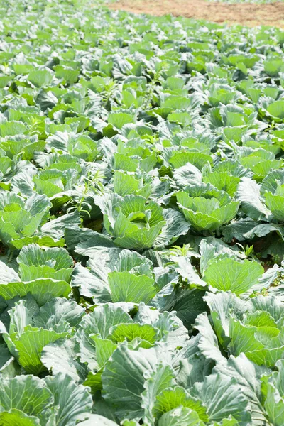 Zemědělství zelí — Stock fotografie