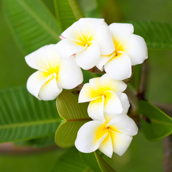 Белые цветы на деревьях — стоковое фото