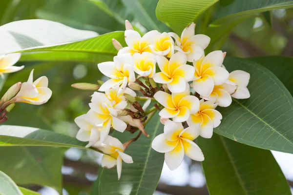 Witte bloemen op bomen — Stockfoto