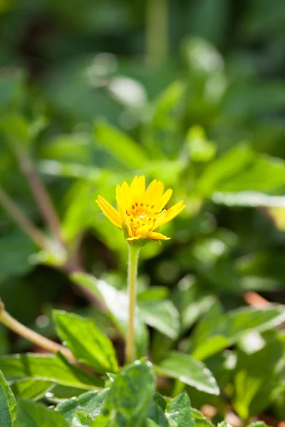 Petite fleur jaune — Photo