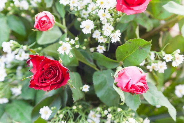 Boeket rode rozen — Stockfoto