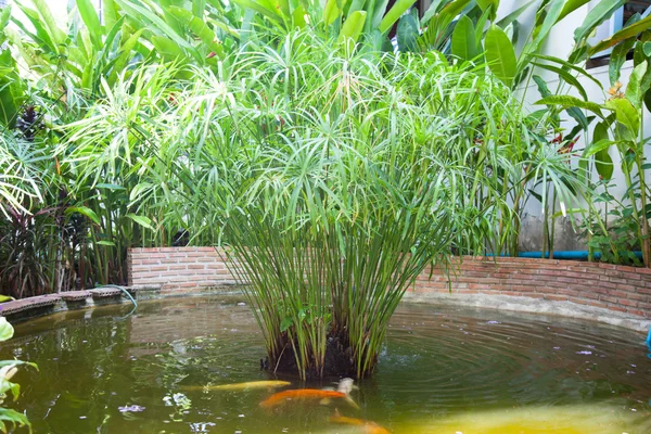 Balık pond — Stok fotoğraf