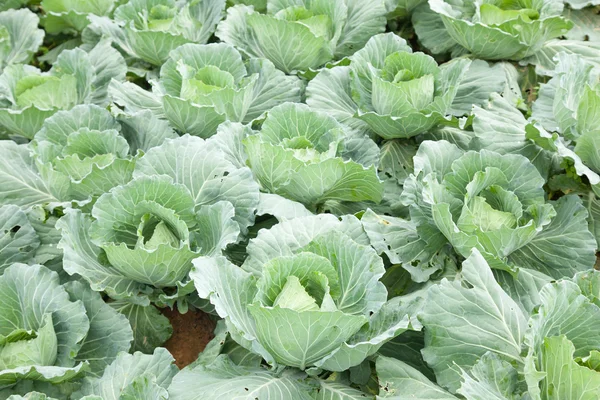 Agriculture cabbage — Stock Photo, Image