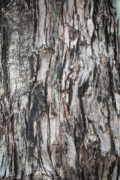 Corteccia di albero scuro — Foto Stock