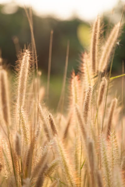 Flor de la hierba — Foto de Stock