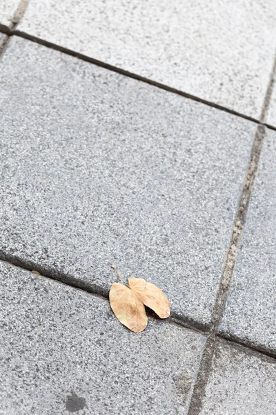 1 층 복도에 마른 나뭇잎 — 스톡 사진