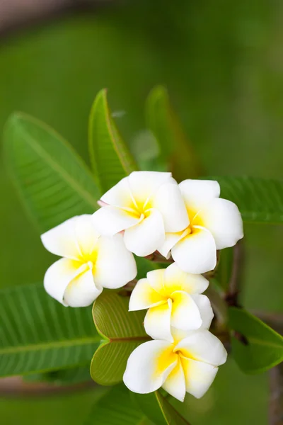 Flores blancas en los árboles —  Fotos de Stock