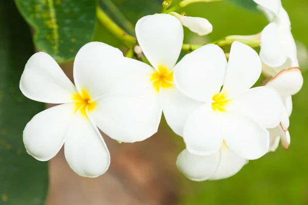 Vita blommor på träd — Stockfoto