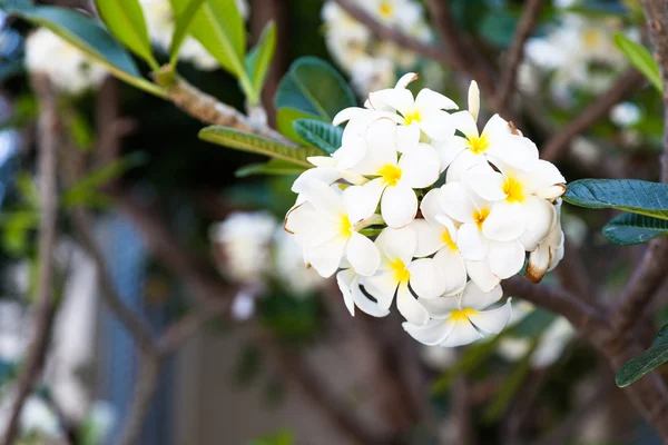 Witte bloemen op bomen — Stockfoto