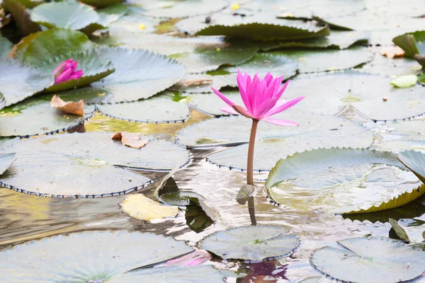 Lotus em uma lagoa — Fotografia de Stock