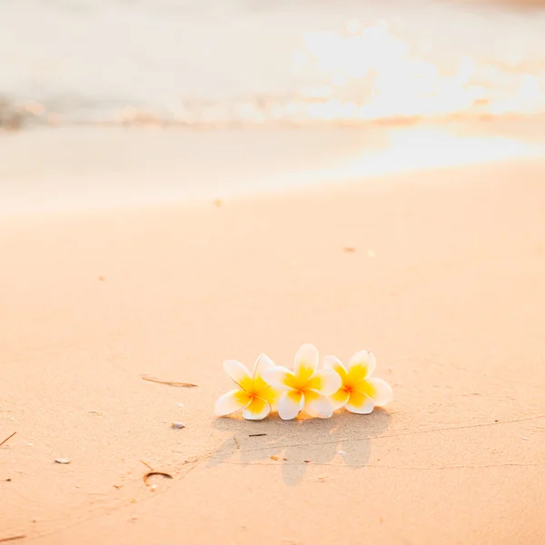 Flower on the sand — Stock Photo, Image