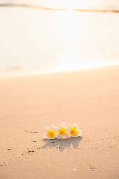 Květina na písku — Stock fotografie