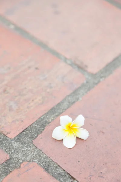 地面に白い花 — ストック写真