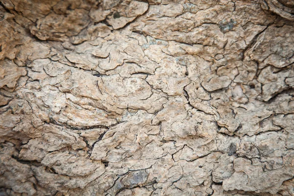 Corteccia di fondo — Foto Stock