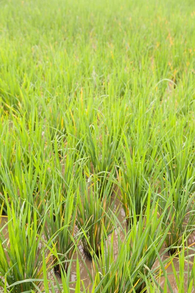 Rice in the rice fields — Stock Photo, Image