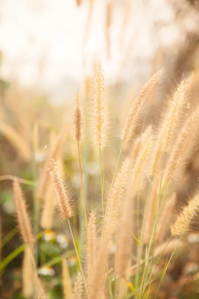 Blomma av gräset — Stockfoto