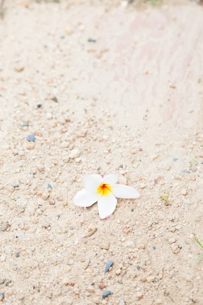 Цветок падает на песок — стоковое фото
