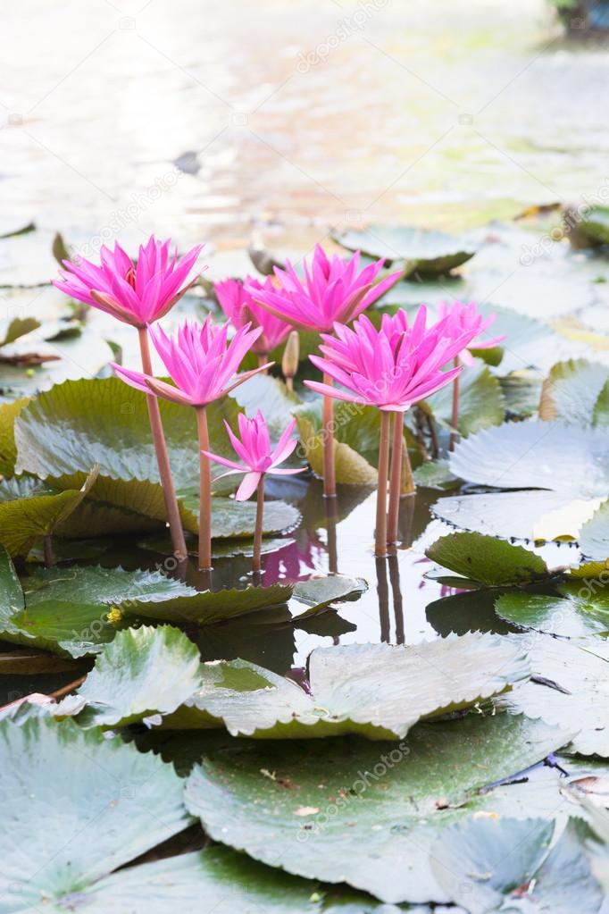 Lotus in a pond