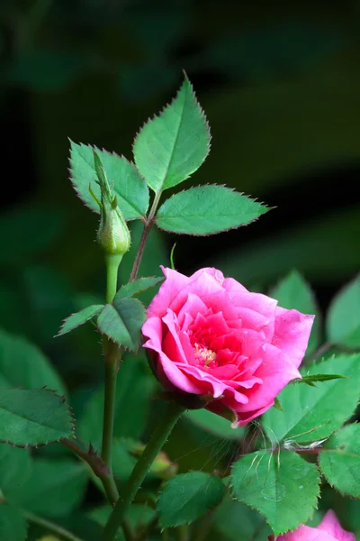 宏玫瑰 — 图库照片