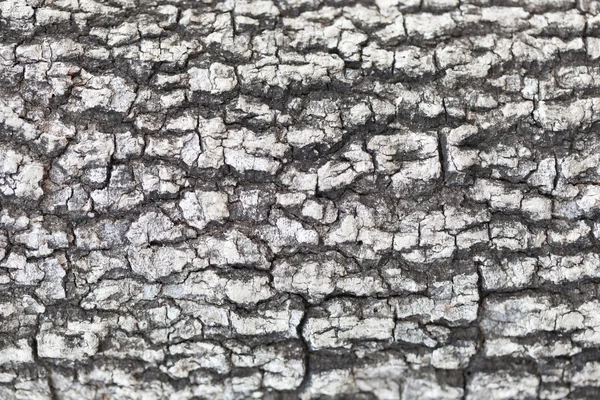 Cracks of the bark — Stock Photo, Image