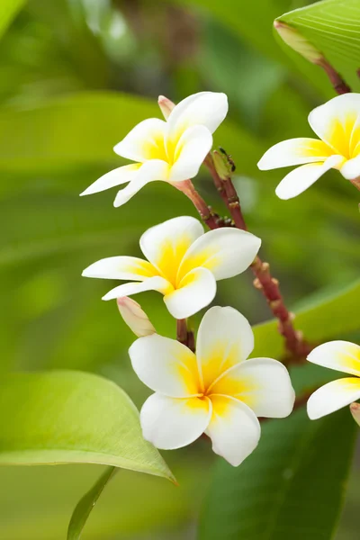 Vita blommor på träd — Stockfoto