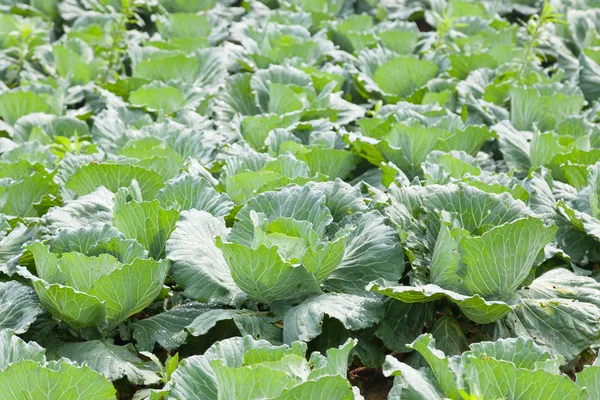 Repolho agrícola — Fotografia de Stock