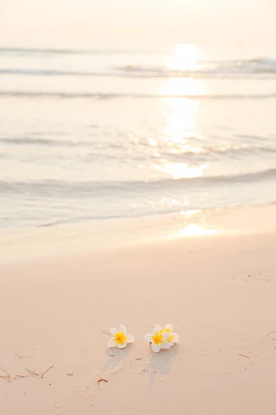 砂の上の花します。 — ストック写真