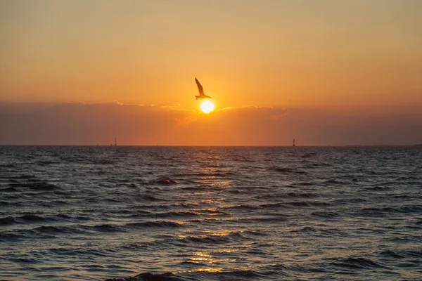 Zachód słońca i ptak. — Zdjęcie stockowe