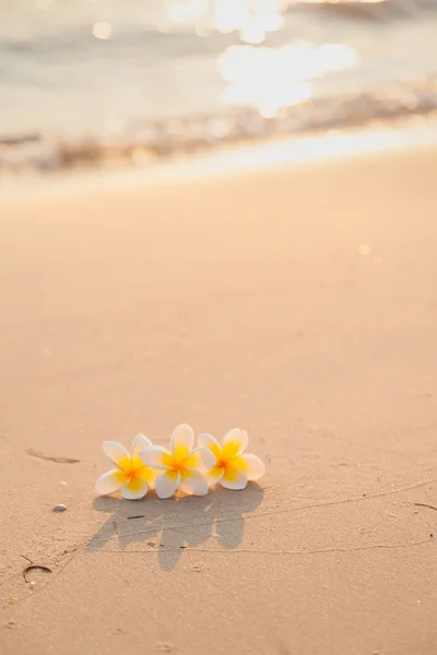 Flower on the sand — Stock Photo, Image