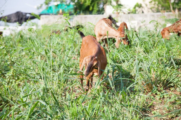 Goat eating grass — Stock Photo, Image