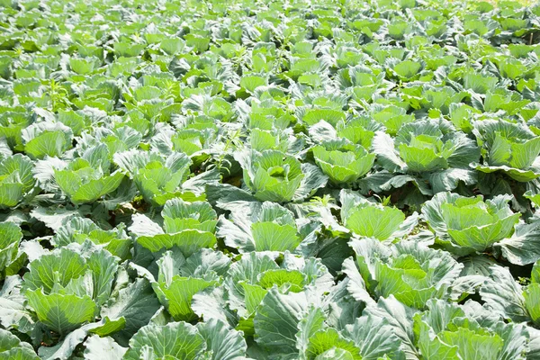 Agriculture cabbage — Stock Photo, Image