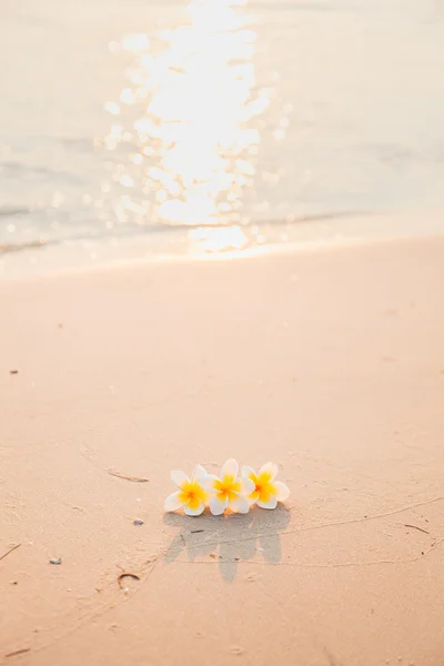 花在沙滩上 — 图库照片