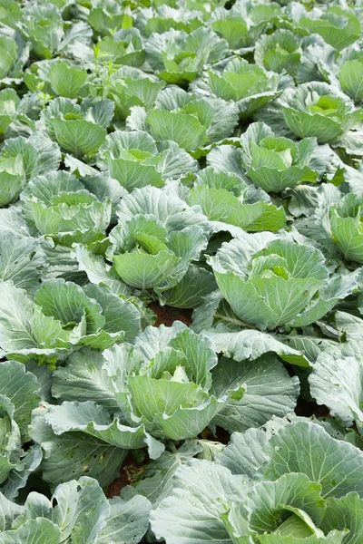 Repolho agrícola — Fotografia de Stock