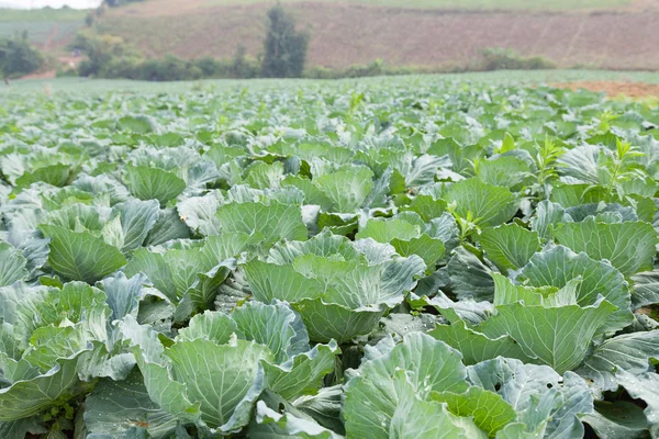 Cavoli dell'agricoltura — Foto Stock