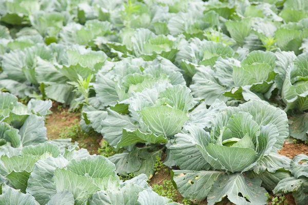 Agriculture cabbage — Stock Photo, Image