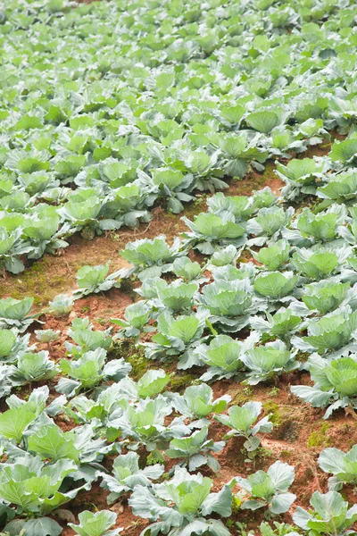 Сельскохозяйственная капуста — стоковое фото