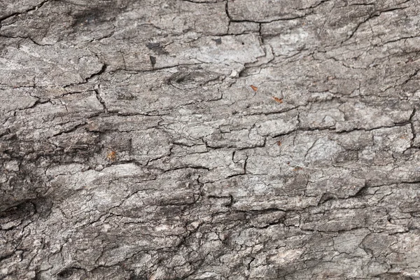 Cracks of the bark — Stock Photo, Image